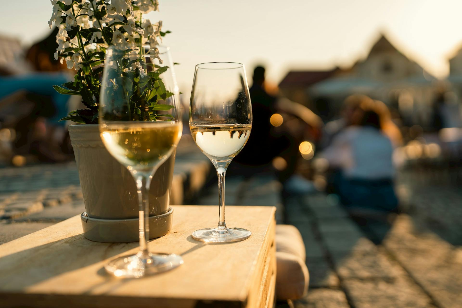 Poletje pri Najstarejši trti: Vinski večer z vini Bračko